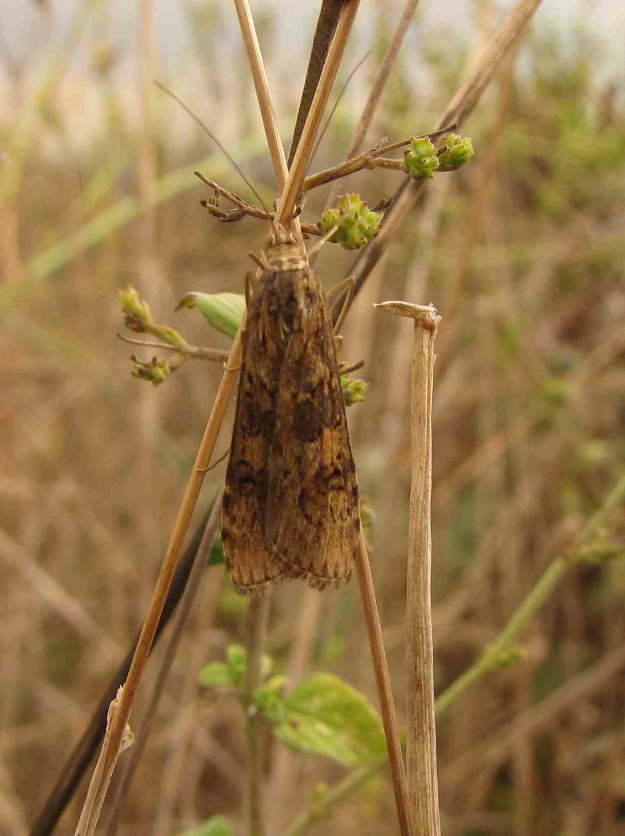 farfallina e pupa di cemento armato